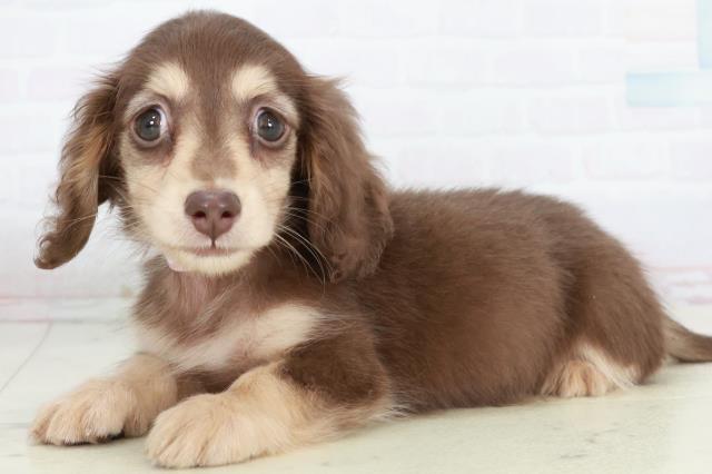 高知県のカニンヘンダックスフンド(ロング) (Coo&RIKU高知御座店/2025年10月4日生まれ/女の子/チョコレートタン)の子犬の3枚目の画像