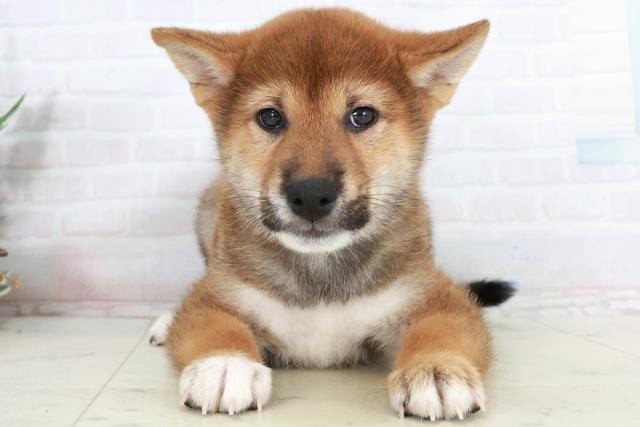 徳島県の柴犬(標準サイズ) (Coo&RIKU徳島店/2025年10月4日生まれ/男の子/赤)の子犬