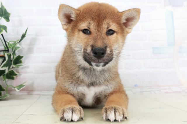 香川県の柴犬(標準サイズ) (Coo&RIKU高松上福岡店/2025年10月4日生まれ/男の子/赤)の子犬