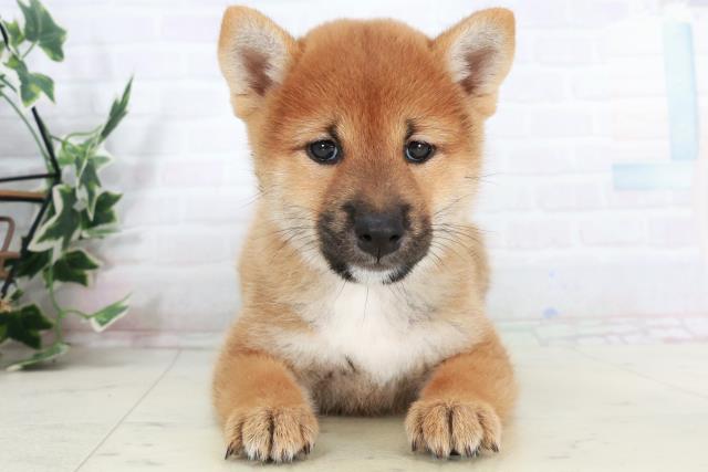 愛媛県の柴犬(標準サイズ) (Coo&RIKUイオンタウン川之江店/2025年10月4日生まれ/女の子/赤)の子犬