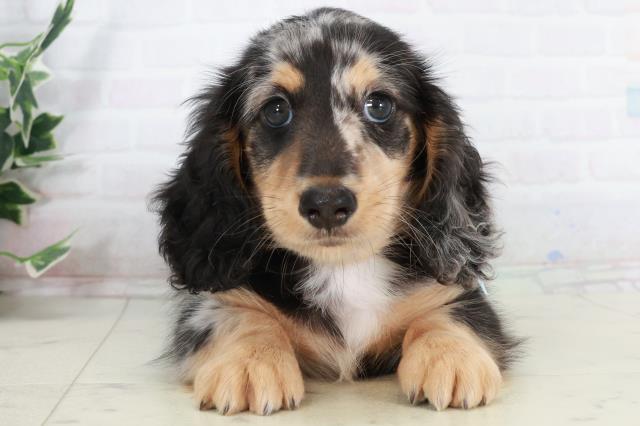 福岡県のミニチュアダックスフンド(ロング) (Coo&RIKUゆめタウン飯塚店/2025年10月4日生まれ/男の子/シルバーダップル)の子犬の1枚目の画像