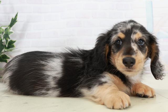 福岡県のミニチュアダックスフンド(ロング) (Coo&RIKUゆめタウン飯塚店/2025年10月4日生まれ/男の子/シルバーダップル)の子犬の2枚目の画像