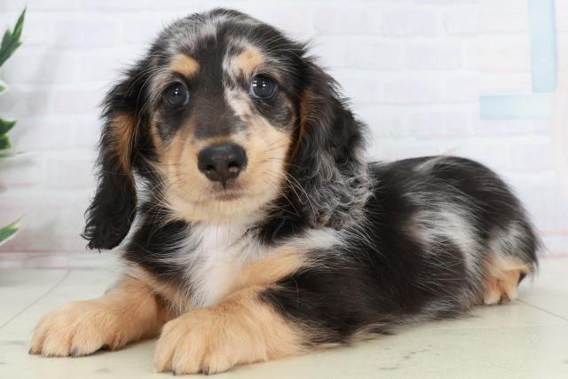 福岡県のミニチュアダックスフンド(ロング) (Coo&RIKUゆめタウン飯塚店/2025年10月4日生まれ/男の子/シルバーダップル)の子犬の3枚目の画像