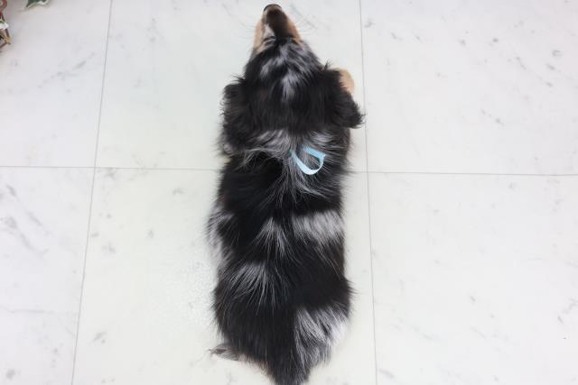 福岡県のミニチュアダックスフンド(ロング) (Coo&RIKUゆめタウン飯塚店/2025年10月4日生まれ/男の子/シルバーダップル)の子犬の4枚目の画像