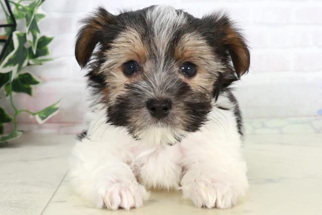 東京都のビューワーテリア (Coo&RIKU中野サンモール店/2025年10月4日生まれ/男の子/ブラックタンホワイト)の子犬