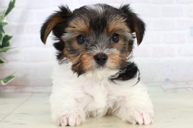 福岡県のビューワーテリア (Coo&RIKU福岡東店/2025年10月4日生まれ/女の子/ブラックタンホワイト)の子犬の1枚目の画像