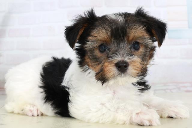 福岡県のビューワーテリア (Coo&RIKU福岡東店/2025年10月4日生まれ/女の子/ブラックタンホワイト)の子犬の2枚目の画像