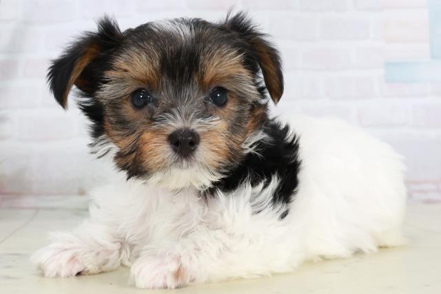 福岡県のビューワーテリア (Coo&RIKU福岡東店/2025年10月4日生まれ/女の子/ブラックタンホワイト)の子犬の3枚目の画像