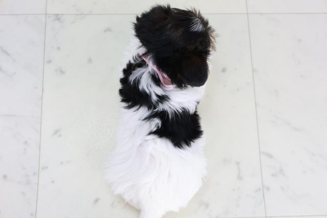 福岡県のビューワーテリア (Coo&RIKU福岡東店/2025年10月4日生まれ/女の子/ブラックタンホワイト)の子犬の4枚目の画像