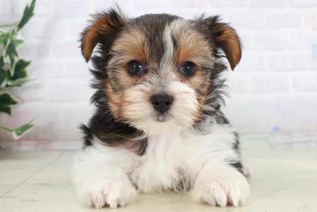 栃木県のビューワーテリア (Coo&RIKUFKDインターパーク店/2025年10月4日生まれ/女の子/ブラックタンホワイト)の子犬の1枚目の画像