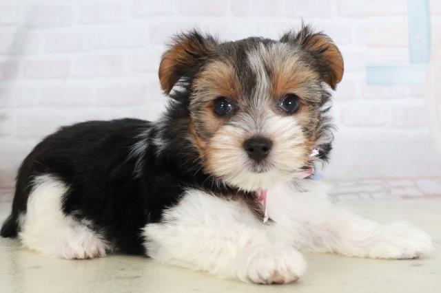 栃木県のビューワーテリア (Coo&RIKUFKDインターパーク店/2025年10月4日生まれ/女の子/ブラックタンホワイト)の子犬の2枚目の画像