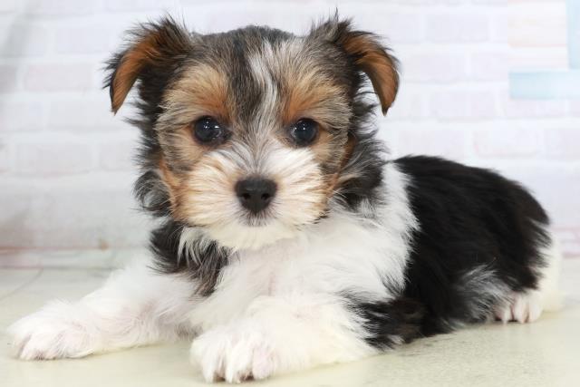 栃木県のビューワーテリア (Coo&RIKUFKDインターパーク店/2025年10月4日生まれ/女の子/ブラックタンホワイト)の子犬の3枚目の画像