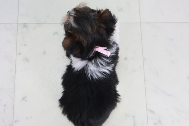 栃木県のビューワーテリア (Coo&RIKUFKDインターパーク店/2025年10月4日生まれ/女の子/ブラックタンホワイト)の子犬の4枚目の画像