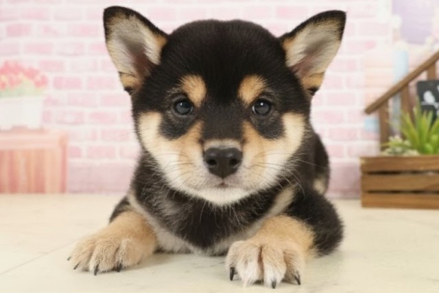 山口県の豆柴 (Coo&RIKUサンパークあじす店/2025年10月4日生まれ/男の子/黒)の子犬