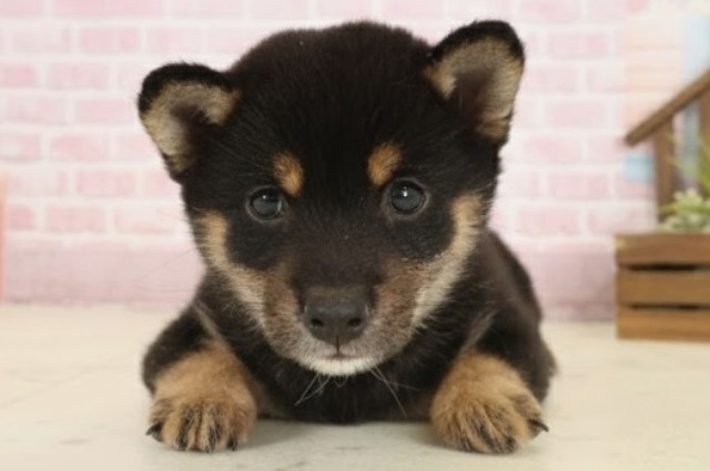 島根県の豆柴 (Coo&RIKU出雲店/2025年10月4日生まれ/女の子/黒)の子犬の1枚目の画像