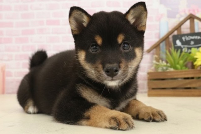 島根県の豆柴 (Coo&RIKU出雲店/2025年10月4日生まれ/女の子/黒)の子犬の2枚目の画像