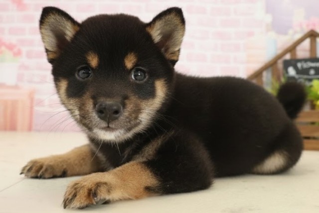 島根県の豆柴 (Coo&RIKU出雲店/2025年10月4日生まれ/女の子/黒)の子犬の3枚目の画像