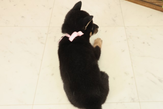 島根県の豆柴 (Coo&RIKU出雲店/2025年10月4日生まれ/女の子/黒)の子犬の4枚目の画像