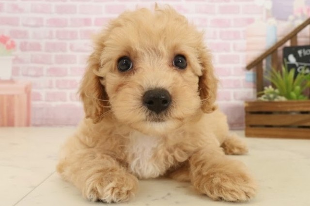 愛媛県のビションプー(ビションフリーゼ×プードル) (Coo&RIKUイオンタウン川之江店/2025年10月5日生まれ/男の子/ペールフォーン)の子犬の1枚目の画像