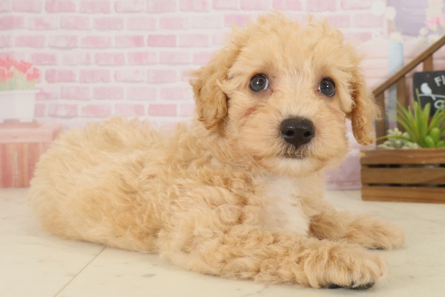 愛媛県のビションプー(ビションフリーゼ×プードル) (Coo&RIKUイオンタウン川之江店/2025年10月5日生まれ/男の子/ペールフォーン)の子犬の2枚目の画像