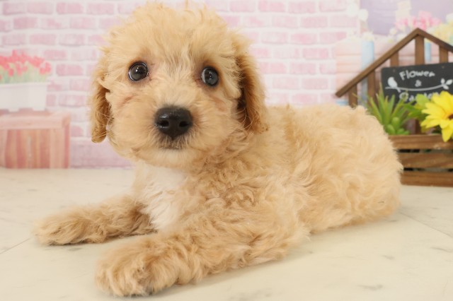 愛媛県のビションプー(ビションフリーゼ×プードル) (Coo&RIKUイオンタウン川之江店/2025年10月5日生まれ/男の子/ペールフォーン)の子犬の3枚目の画像