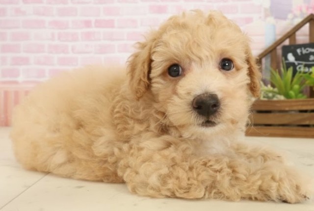 愛媛県のビションプー(ビションフリーゼ×プードル) (Coo&RIKU大洲店/2025年10月5日生まれ/男の子/ペールフォーン)の子犬の2枚目の画像