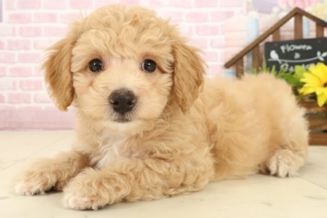 愛媛県のビションプー(ビションフリーゼ×プードル) (Coo&RIKU大洲店/2025年10月5日生まれ/男の子/ペールフォーン)の子犬の3枚目の画像