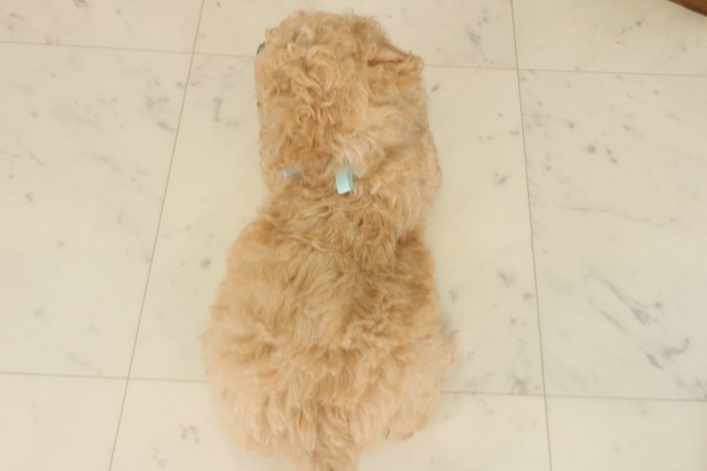 愛媛県のビションプー(ビションフリーゼ×プードル) (Coo&RIKU大洲店/2025年10月5日生まれ/男の子/ペールフォーン)の子犬の4枚目の画像