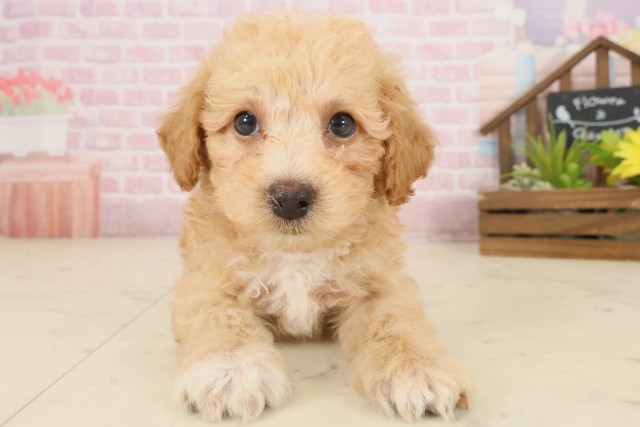 広島県のビションプー(ビションフリーゼ×プードル) (Coo&RIKU福山店/2025年10月5日生まれ/男の子/ペールフォーン)の子犬の1枚目の画像