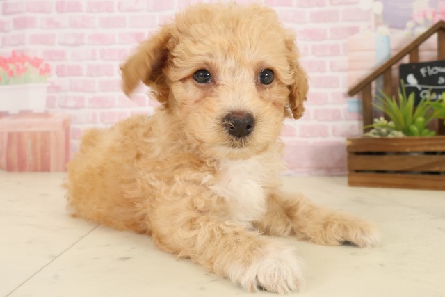 広島県のビションプー(ビションフリーゼ×プードル) (Coo&RIKU福山店/2025年10月5日生まれ/男の子/ペールフォーン)の子犬の2枚目の画像