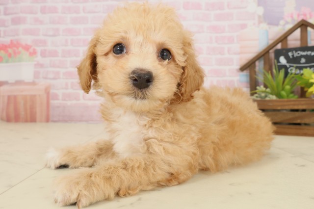 広島県のビションプー(ビションフリーゼ×プードル) (Coo&RIKU福山店/2025年10月5日生まれ/男の子/ペールフォーン)の子犬の3枚目の画像