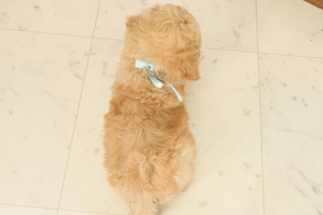 広島県のビションプー(ビションフリーゼ×プードル) (Coo&RIKU福山店/2025年10月5日生まれ/男の子/ペールフォーン)の子犬の4枚目の画像