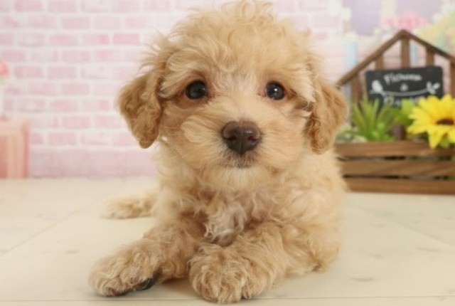 広島県のビションプー(ビションフリーゼ×プードル) (Coo&RIKU東広島店/2025年10月5日生まれ/女の子/ペールフォーン)の子犬の1枚目の画像