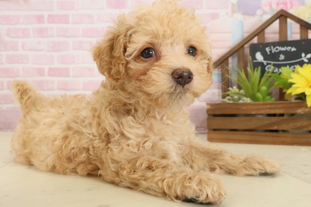 広島県のビションプー(ビションフリーゼ×プードル) (Coo&RIKU東広島店/2025年10月5日生まれ/女の子/ペールフォーン)の子犬の2枚目の画像