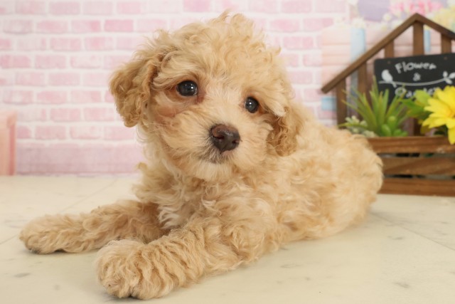 広島県のビションプー(ビションフリーゼ×プードル) (Coo&RIKU東広島店/2025年10月5日生まれ/女の子/ペールフォーン)の子犬の3枚目の画像