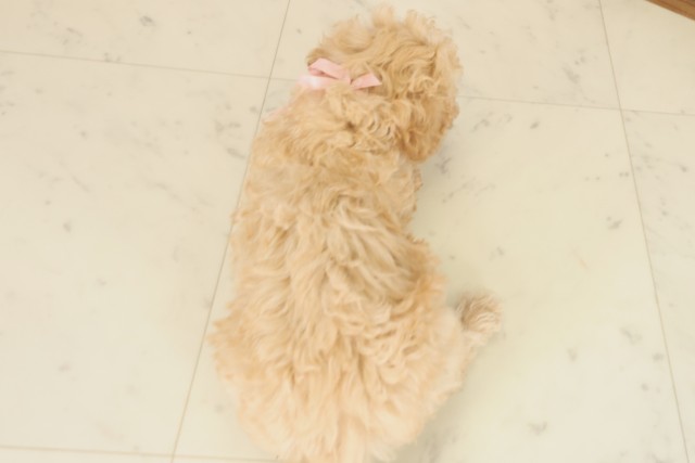 広島県のビションプー(ビションフリーゼ×プードル) (Coo&RIKU東広島店/2025年10月5日生まれ/女の子/ペールフォーン)の子犬の4枚目の画像