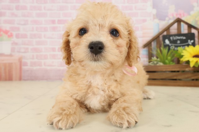 香川県のビションプー(ビションフリーゼ×プードル) (Coo&RIKU高松上福岡店/2025年10月5日生まれ/女の子/ペールフォーン)の子犬