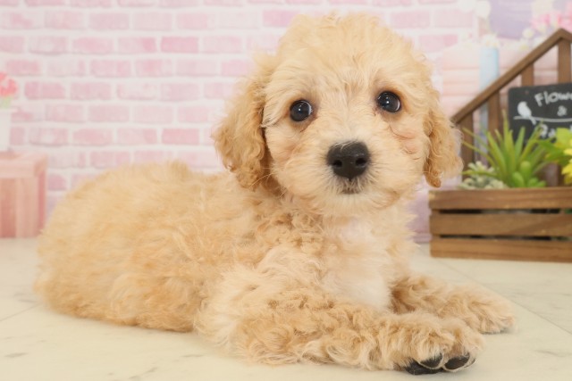 香川県のビションプー(ビションフリーゼ×プードル) (Coo&RIKU高松上福岡店/2025年10月5日生まれ/女の子/ペールフォーン)の子犬の2枚目の画像