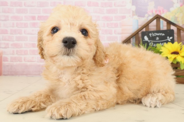 香川県のビションプー(ビションフリーゼ×プードル) (Coo&RIKU高松上福岡店/2025年10月5日生まれ/女の子/ペールフォーン)の子犬の3枚目の画像