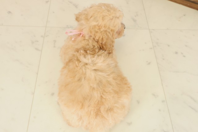 香川県のビションプー(ビションフリーゼ×プードル) (Coo&RIKU高松上福岡店/2025年10月5日生まれ/女の子/ペールフォーン)の子犬の4枚目の画像