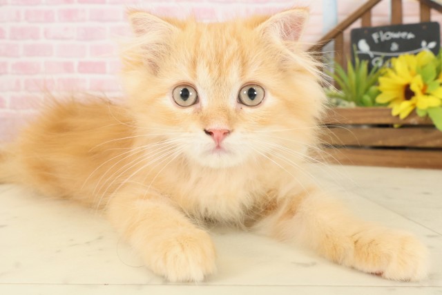 福岡県のフォールデックス (Coo&RIKUゆめタウン飯塚店/2025年9月7日生まれ/男の子/レッドタビー)の子猫の2枚目の画像