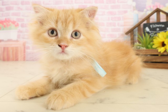 福岡県のフォールデックス (Coo&RIKUゆめタウン飯塚店/2025年9月7日生まれ/男の子/レッドタビー)の子猫の3枚目の画像