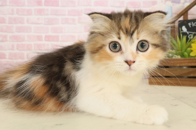 鹿児島県のフォールデックス (Coo&RIKU鹿児島店/2025年9月7日生まれ/女の子/トービーホワイト)の子猫の2枚目の画像