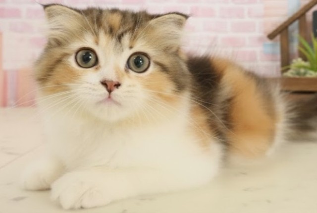 鹿児島県のフォールデックス (Coo&RIKU鹿児島店/2025年9月7日生まれ/女の子/トービーホワイト)の子猫の3枚目の画像