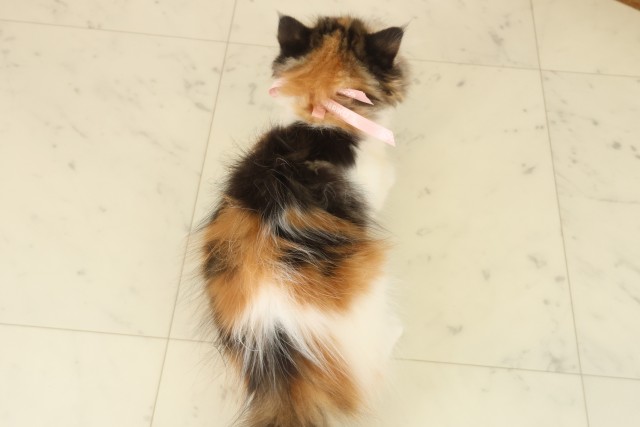 鹿児島県のフォールデックス (Coo&RIKU鹿児島店/2025年9月7日生まれ/女の子/トービーホワイト)の子猫の4枚目の画像