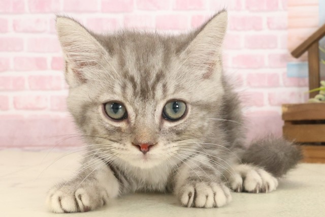 岡山県のマンチカン (Coo&RIKU岡山店/2025年9月9日生まれ/男の子/ブルータビー)の子猫の1枚目の画像