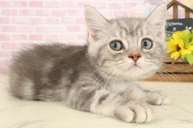 岡山県のマンチカン (Coo&RIKU岡山店/2025年9月9日生まれ/男の子/ブルータビー)の子猫の2枚目の画像