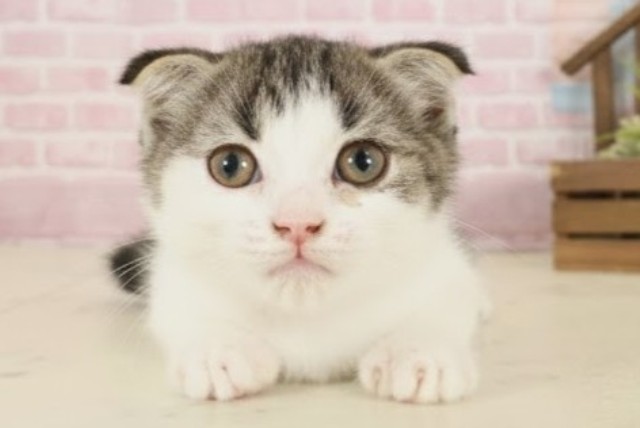 岡山県のスコティッシュフォールド (Coo&RIKU岡山店/2025年9月28日生まれ/女の子/ブラウンタビーホワイト)の子猫の1枚目の画像
