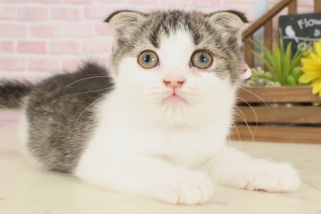 岡山県のスコティッシュフォールド (Coo&RIKU岡山店/2025年9月28日生まれ/女の子/ブラウンタビーホワイト)の子猫の2枚目の画像