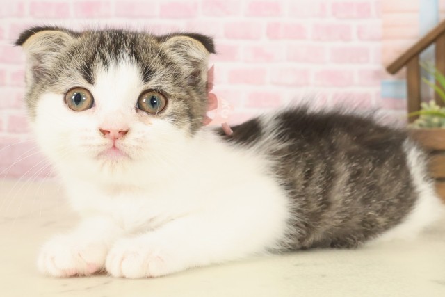 岡山県のスコティッシュフォールド (Coo&RIKU岡山店/2025年9月28日生まれ/女の子/ブラウンタビーホワイト)の子猫の3枚目の画像